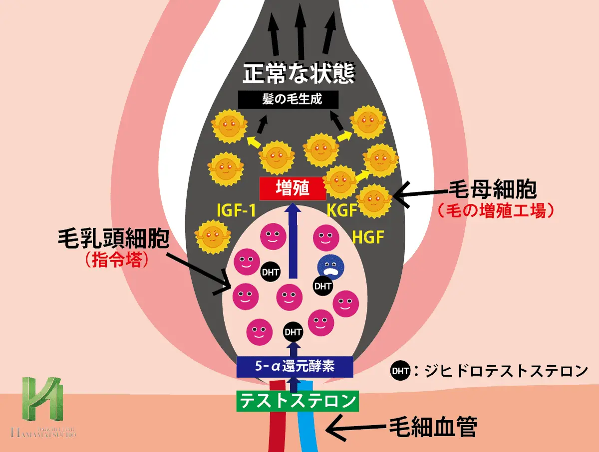 正常な毛乳頭細胞が髪の成長を促すメカニズム図