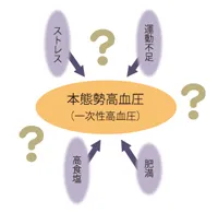 本態性高血圧の原因イメージ