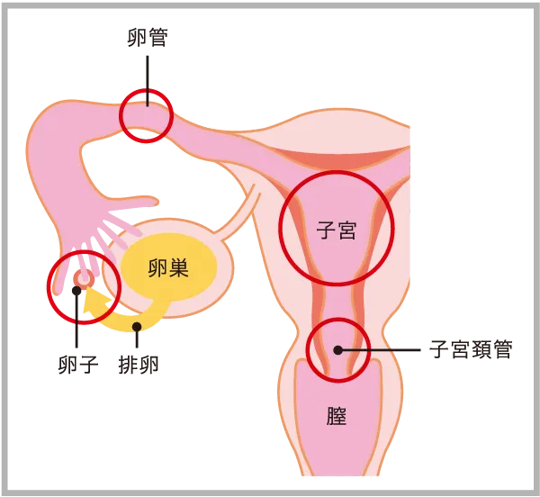 女性生殖器構造図