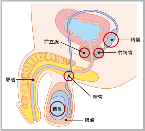 男性生殖器構造図