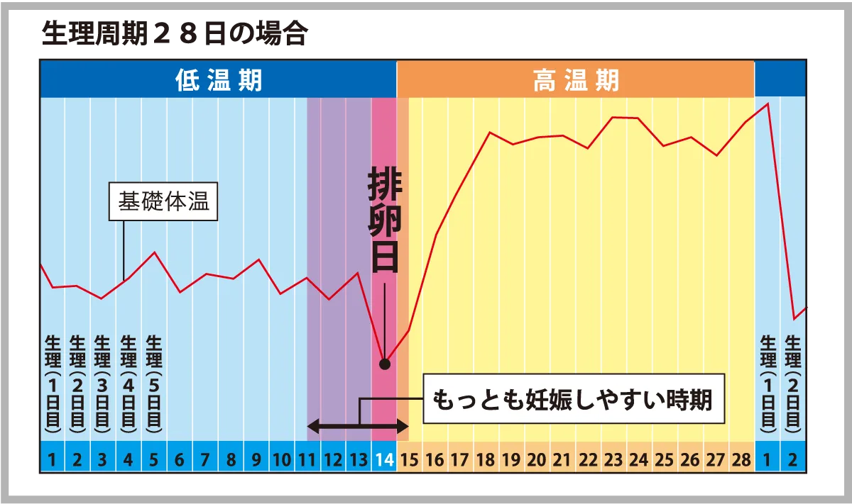 排卵周期図