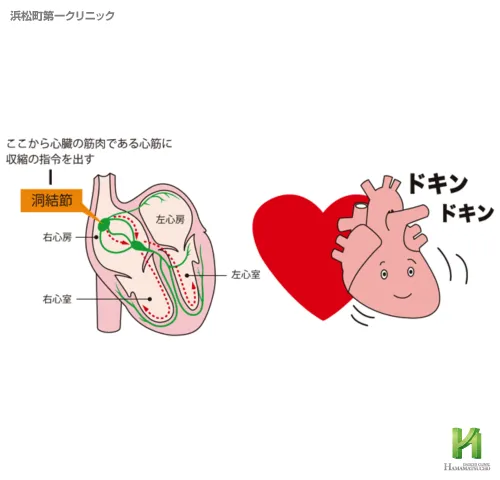 洞結節