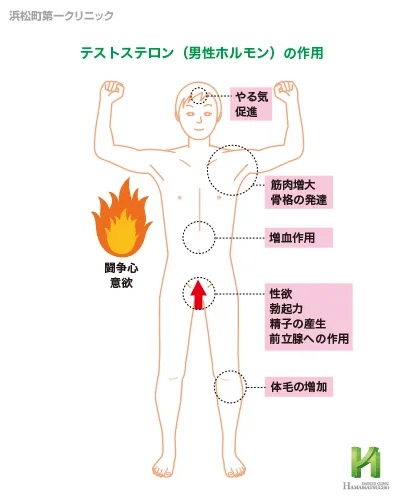 テストステロンの役割