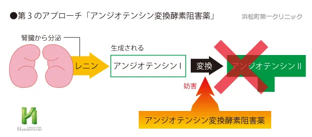 アンジオテンシン変換酵素阻害薬の降圧作用