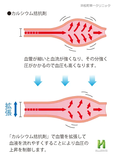 カルシウム拮抗薬の降圧作用