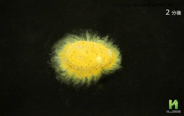 シアリス20mgの溶解状況:2分後
