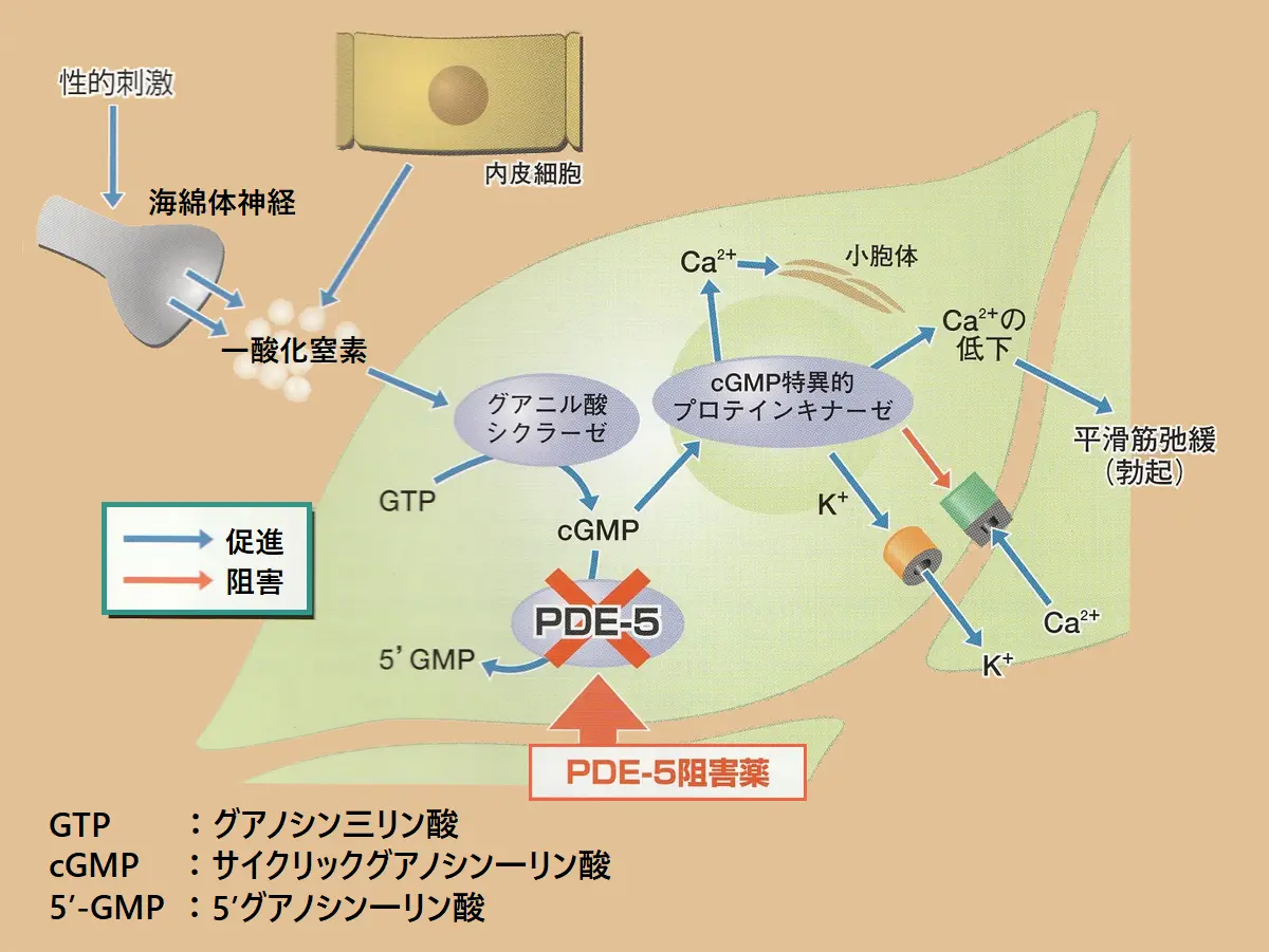 ED治療薬としての作用機序