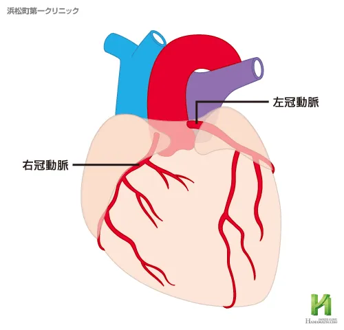 冠状動脈