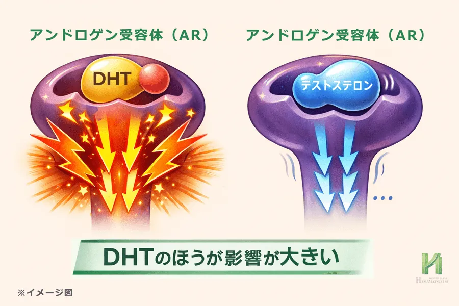 アンドロゲン受容体(AR)に結合したDHTのほうがテストステロンより影響が大きいことを示すイメージ図