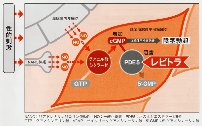 レビトラの作用機序