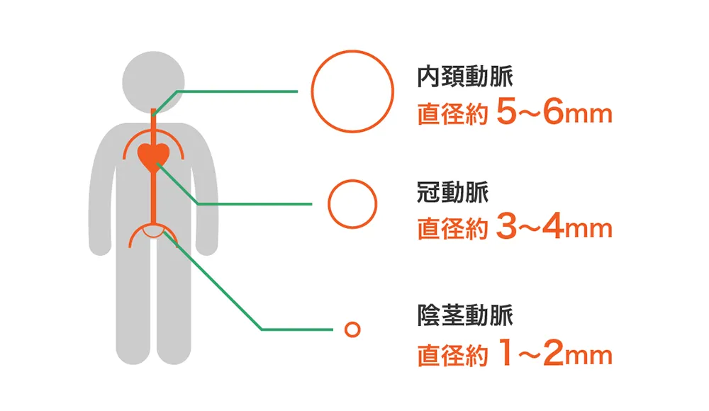 動脈の太さ比較