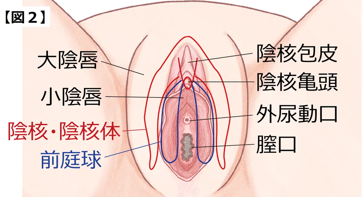 女性の外性器イラスト