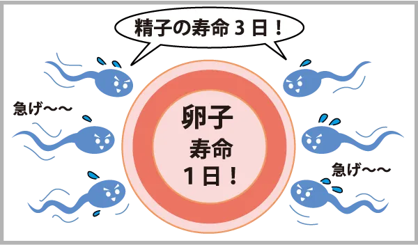 受精