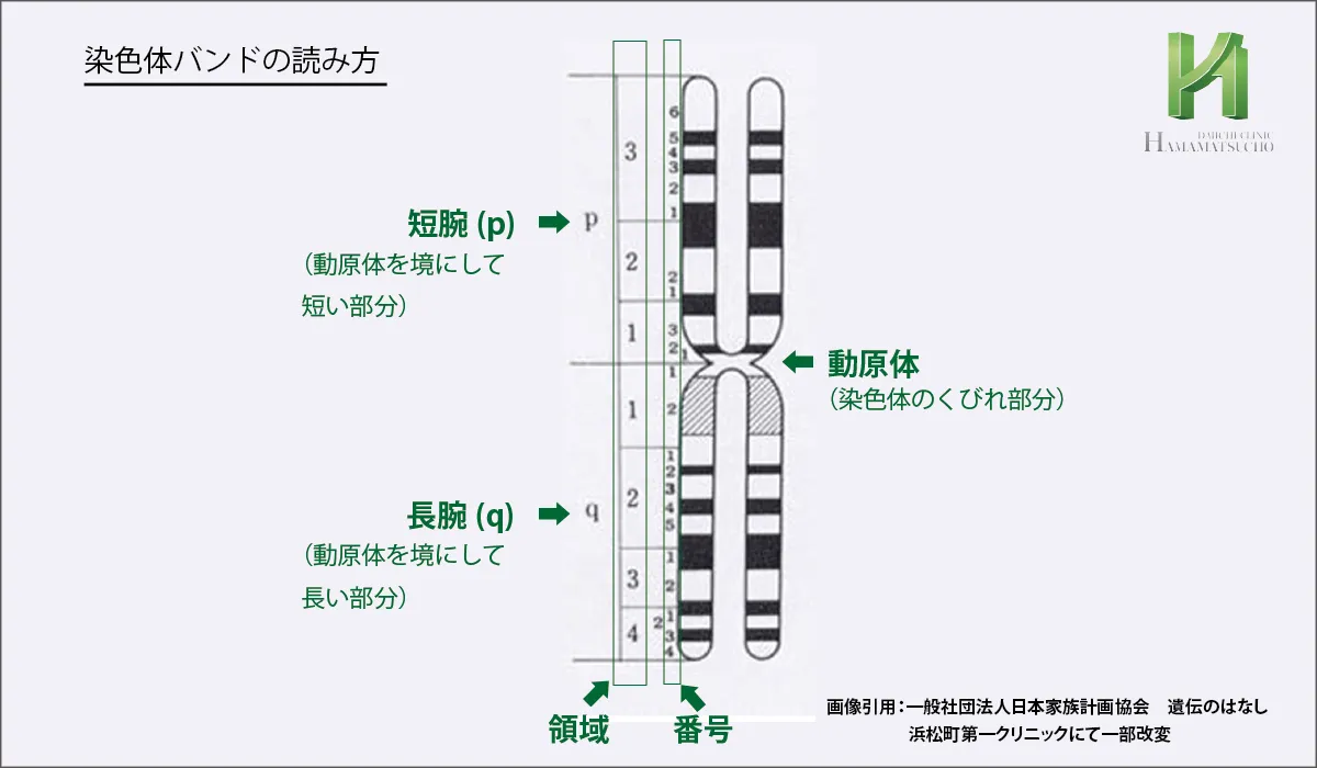 遺伝子番号の読み方