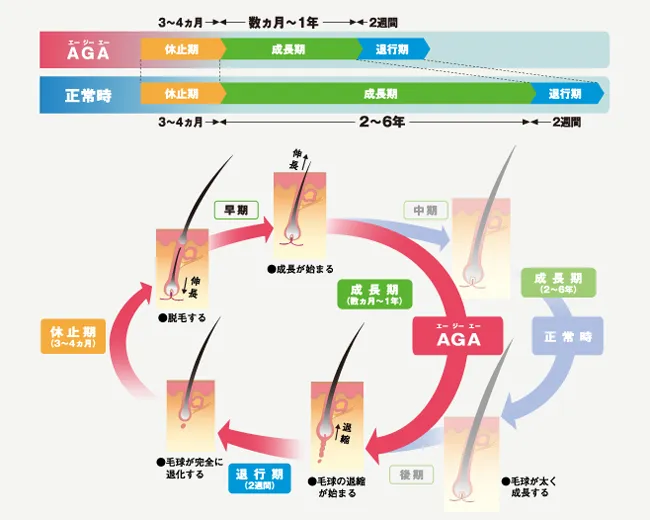 ヘアサイクル図解