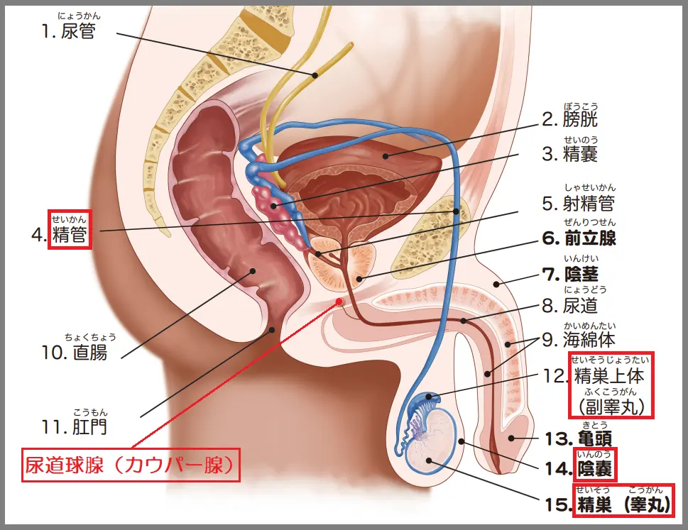 男性生殖器各部位医学図