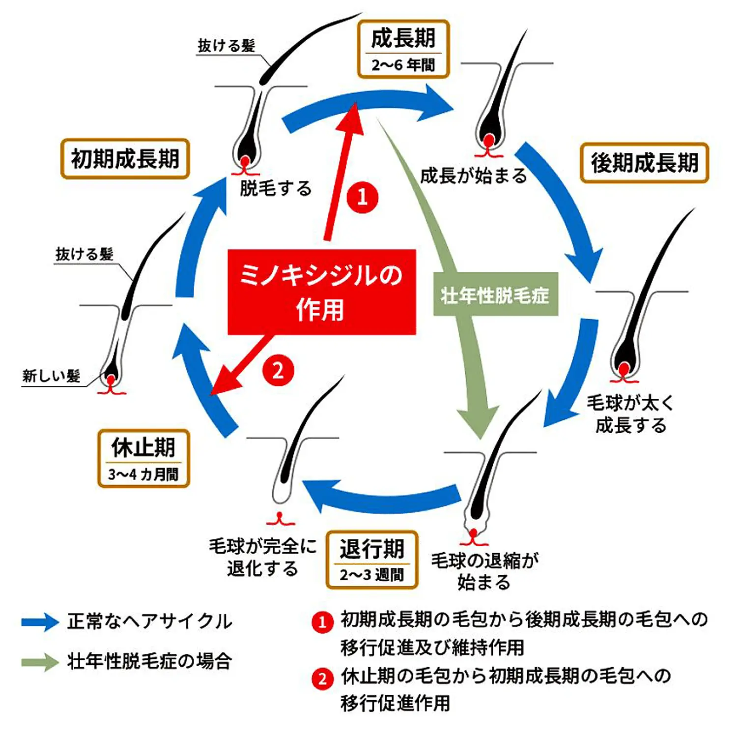 ミノキシジルfciの作用メカニズム