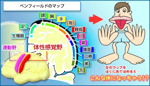 ペンフィールドのマップ