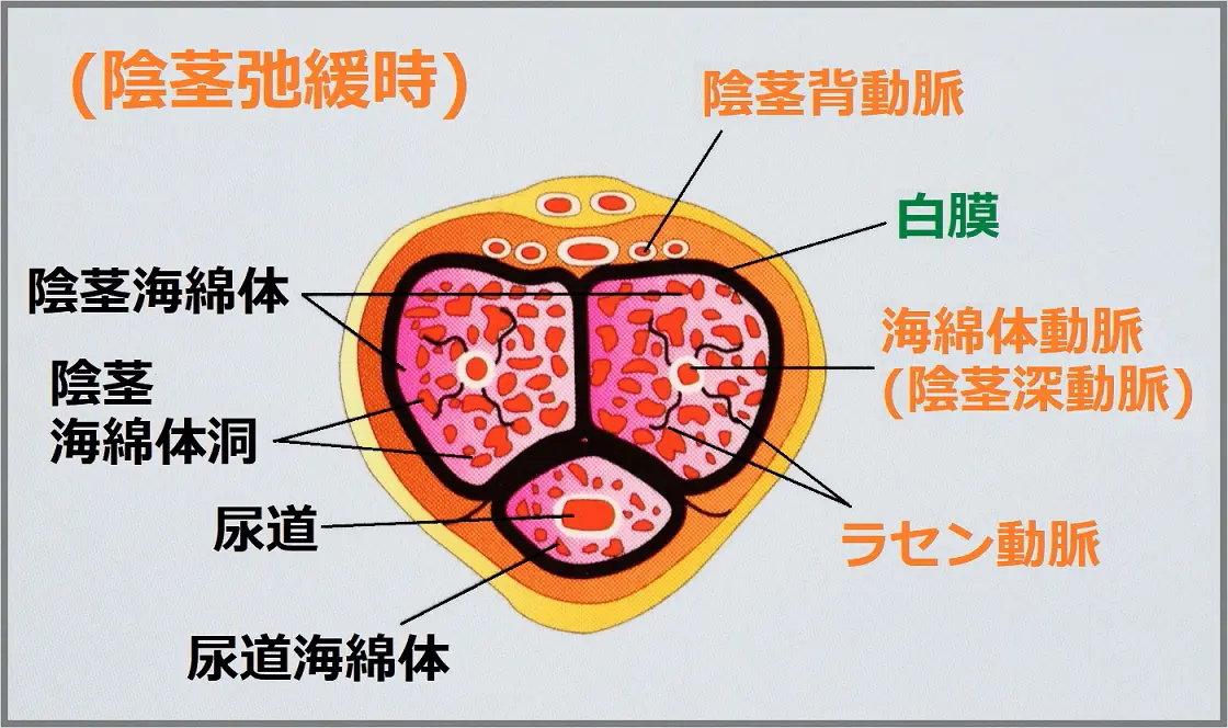 陰茎断面図