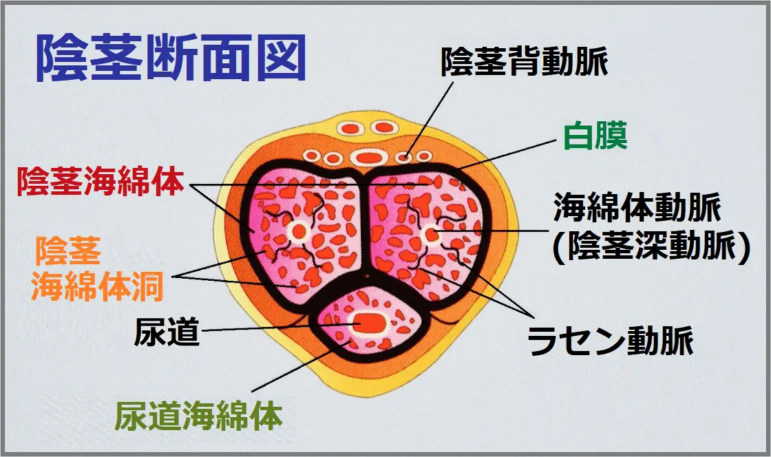 陰茎断面図2