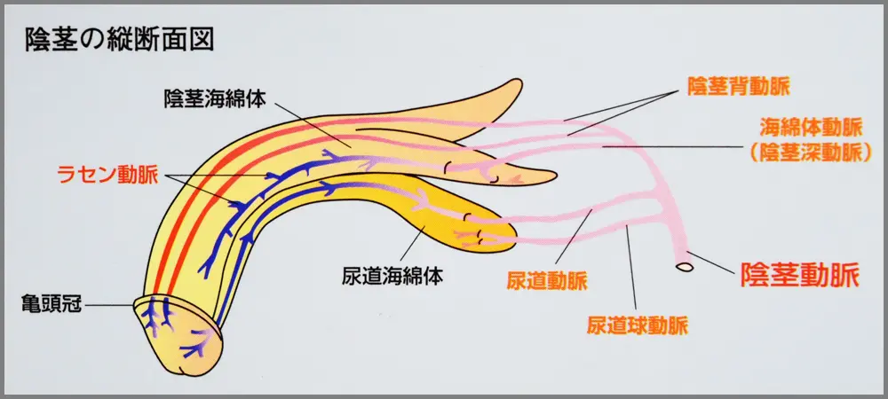 陰茎の縦断面図