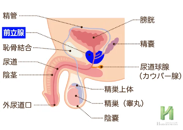 前立腺の位置（膀胱・前立腺・尿道の関係図）