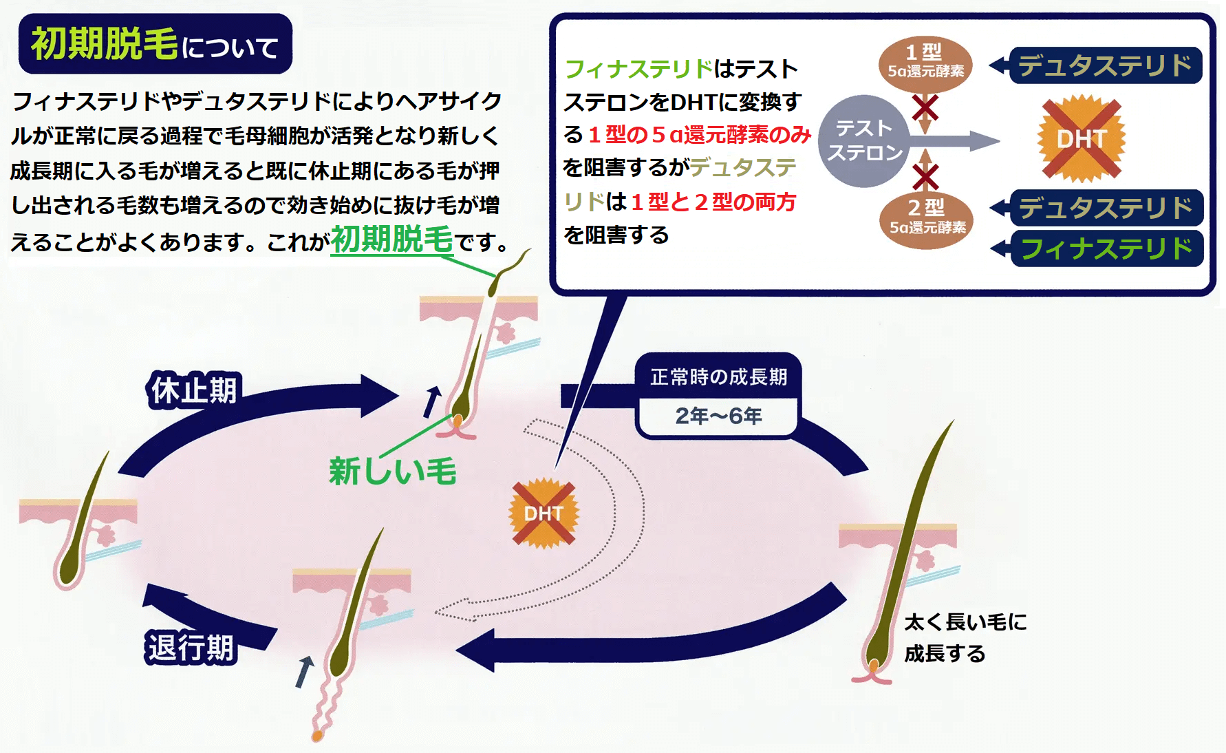 フィナステリドやデュタステリドによる初期脱毛について