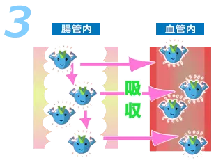 ED薬服用。