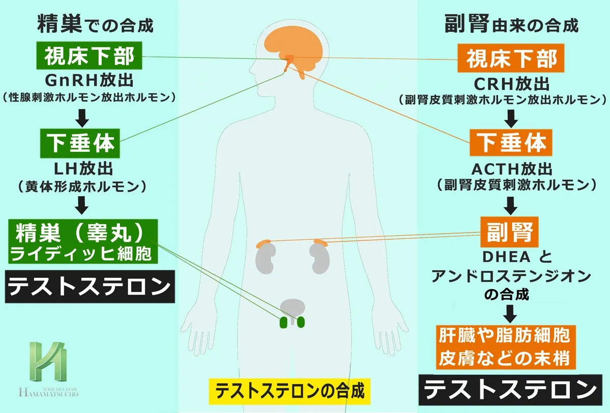 視床下部-下垂体-精巣軸と視床下部-下垂体-副腎軸によるテストステロン合成の図
