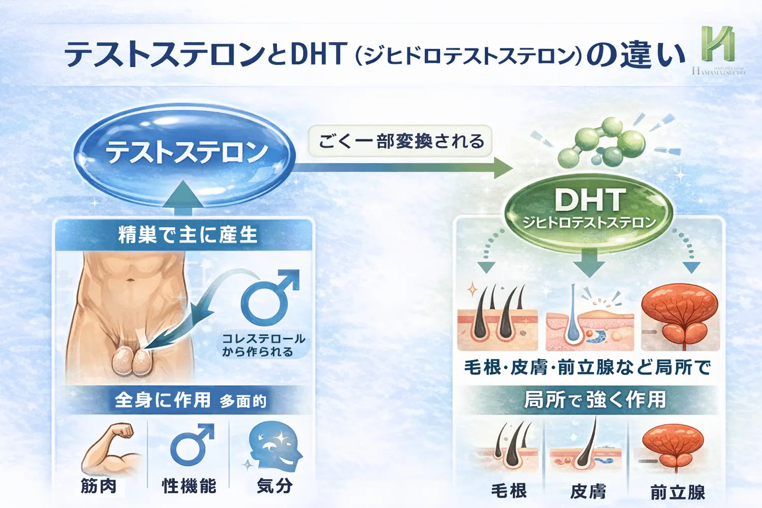テストステロンとジヒドロテストステロンの違いを説明した図