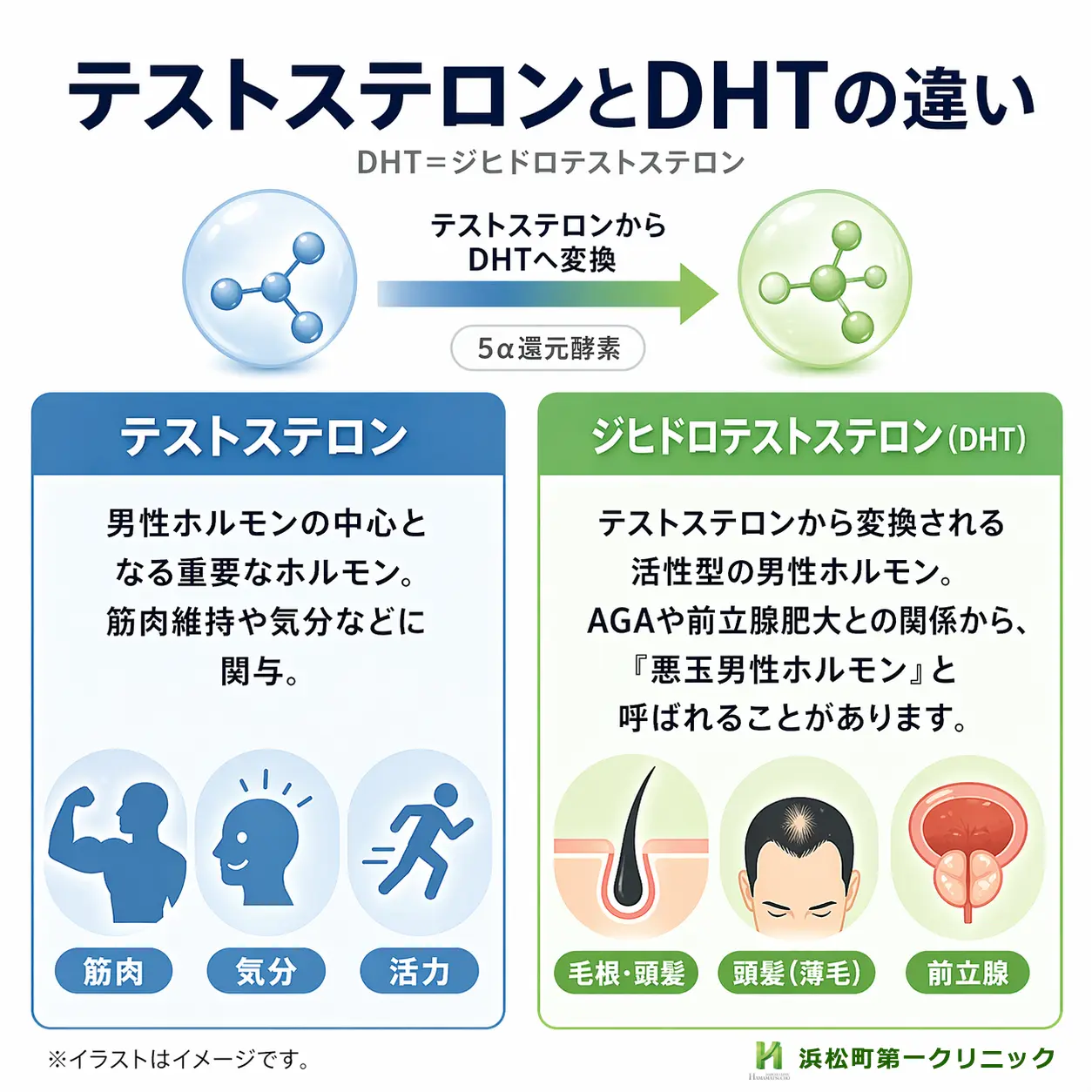 テストステロンとDHT(ジヒドロテストステロン)の特徴比較図。テストステロンは筋肉維持や気分に関与し、DHTはAGAや前立腺肥大との関係から悪玉男性ホルモンと呼ばれることがある