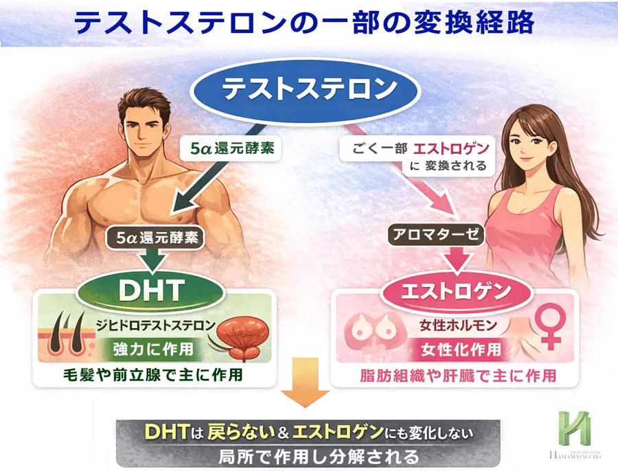 テストステロンの一部が5α還元酵素でDHTに、アロマターゼでエストロゲンに変換され、それぞれ主に作用する部位を示した図