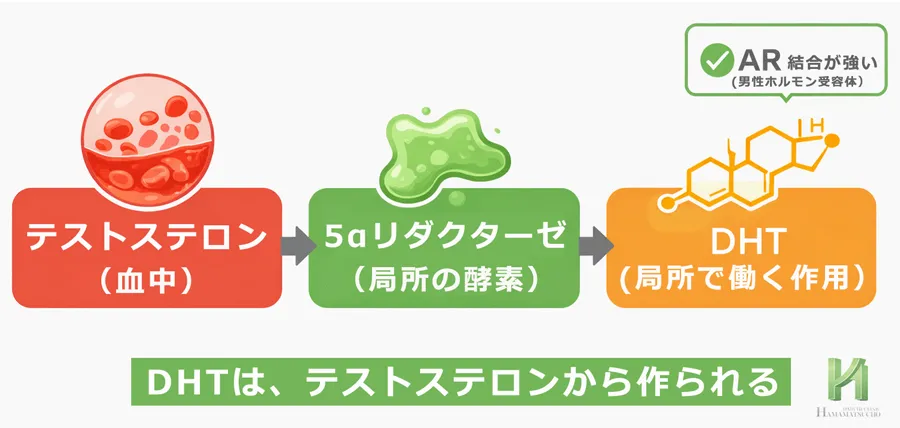 テストステロンが5αリダクターゼ(局所の酵素)でDHTに変換される図