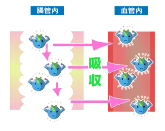 空腹時はED薬の有効成分が血液中に吸収されやすいことを示した図