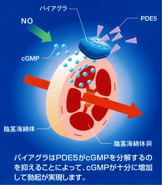 バイアグラの作用機序画像