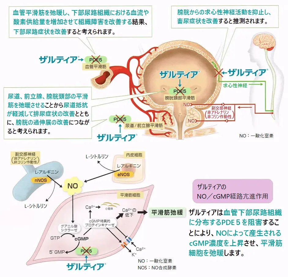 ザルティア錠の作用機序図解
